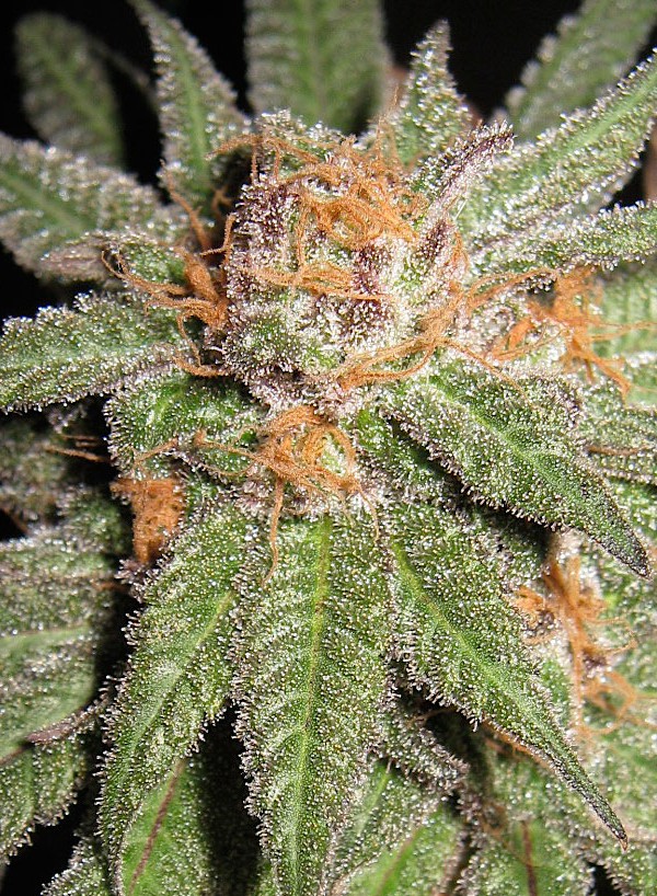 An image of Dynamite OG