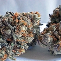 An image of Girl Scout Cookies Bx1