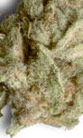 An image of Merville Blueberry