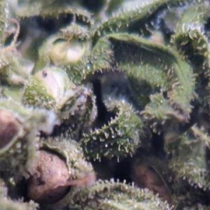 An image of Mighty Mite
