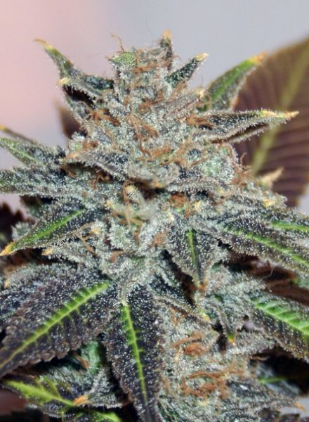 An image of Night Nurse