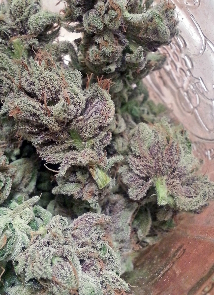 An image of SoCal Master Kush