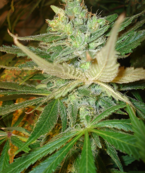 An image of Strawberry Cough