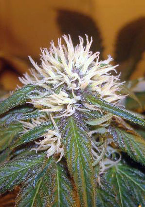 An image of The Purps