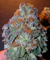 An image of BC Purps