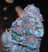 An image of Frazer Kush