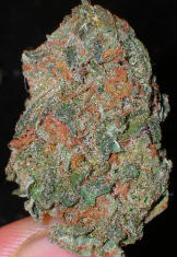 An image of Kushberry