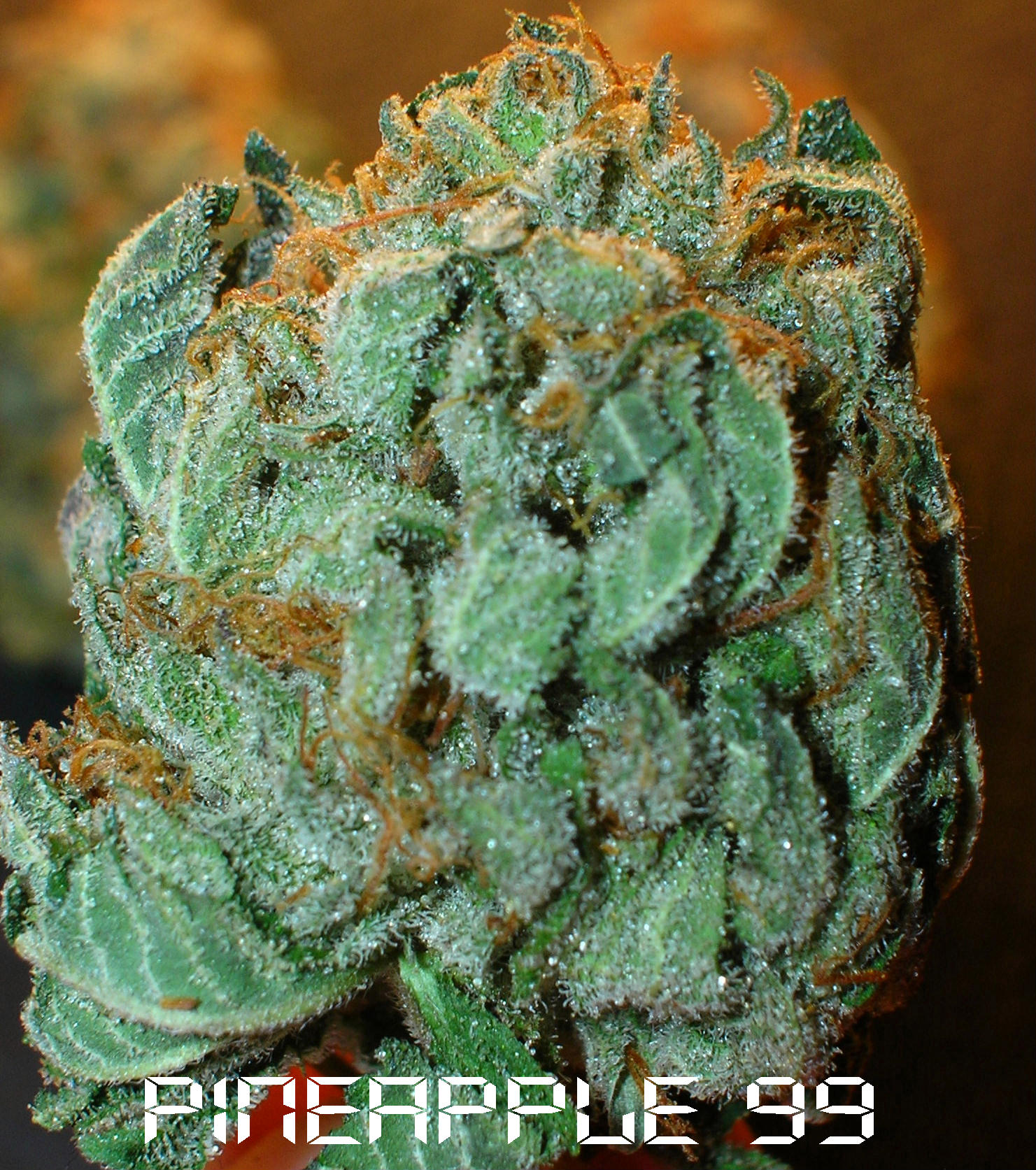 Pineapple 99 (B.C. Grown) :: Cannabis Strain Info