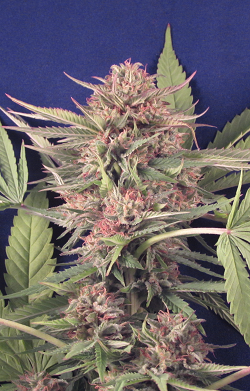 An image of Big Lavender