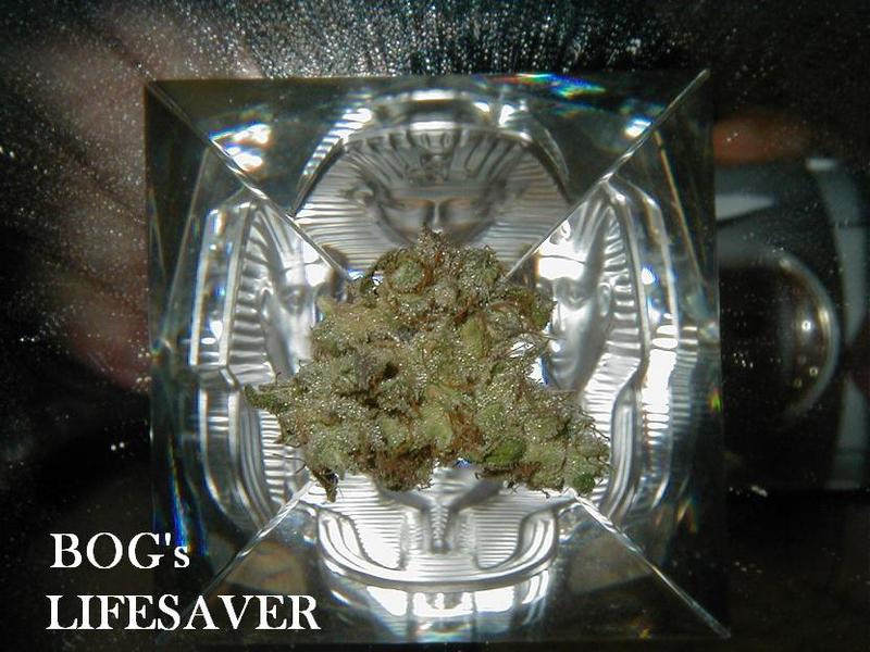 An image of LifeSaver