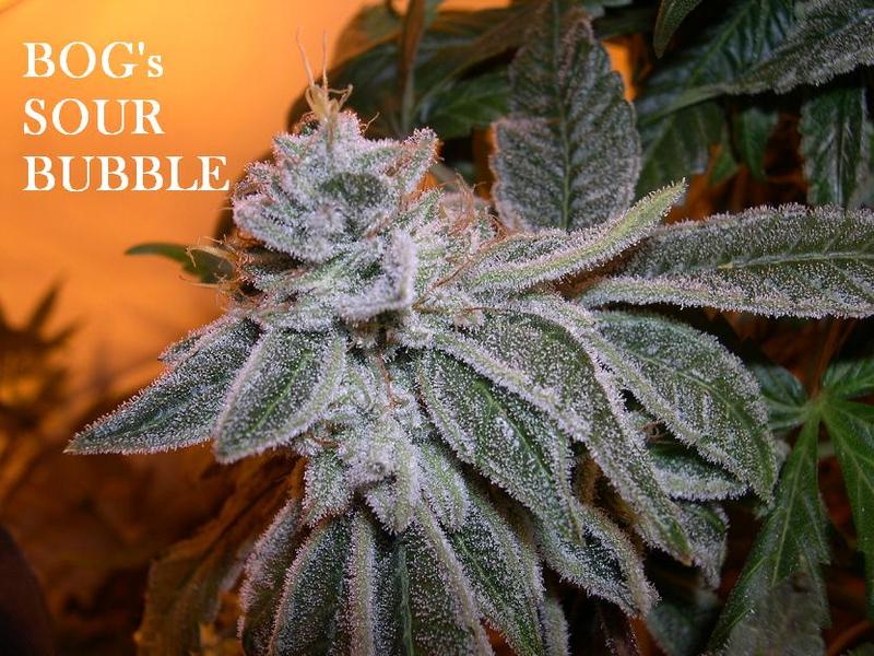 An image of Sour Bubble