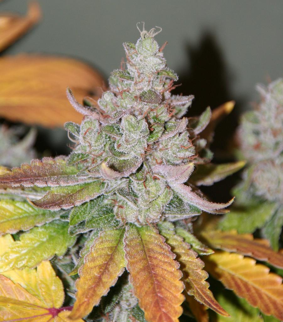 An image of Sour Dubble