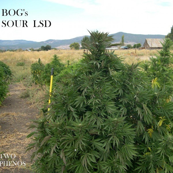 An image of Sour LSD