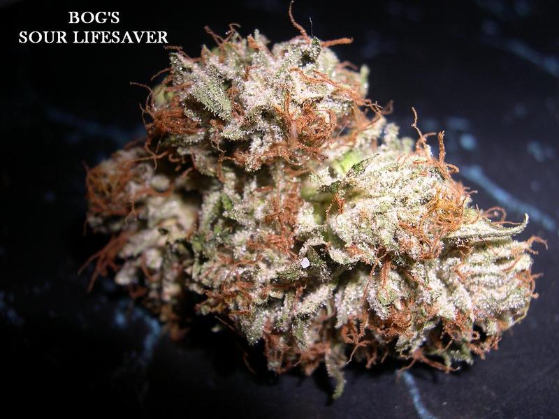 An image of Sour LifeSaver