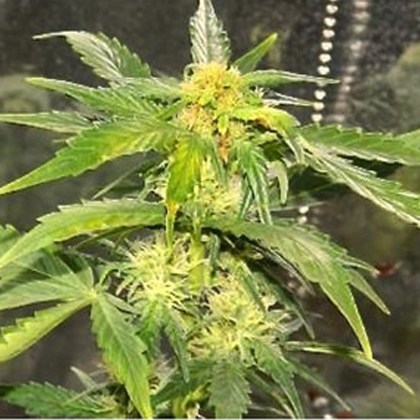 An image of Auto Amnesia Haze