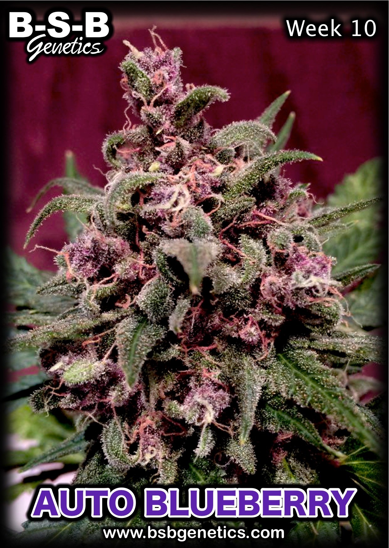 An image of Auto Blueberry
