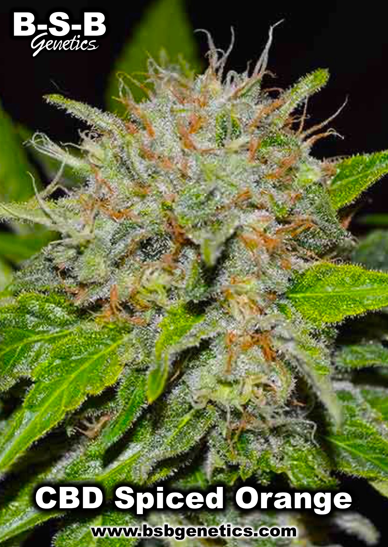 An image of CBD Spiced Orange