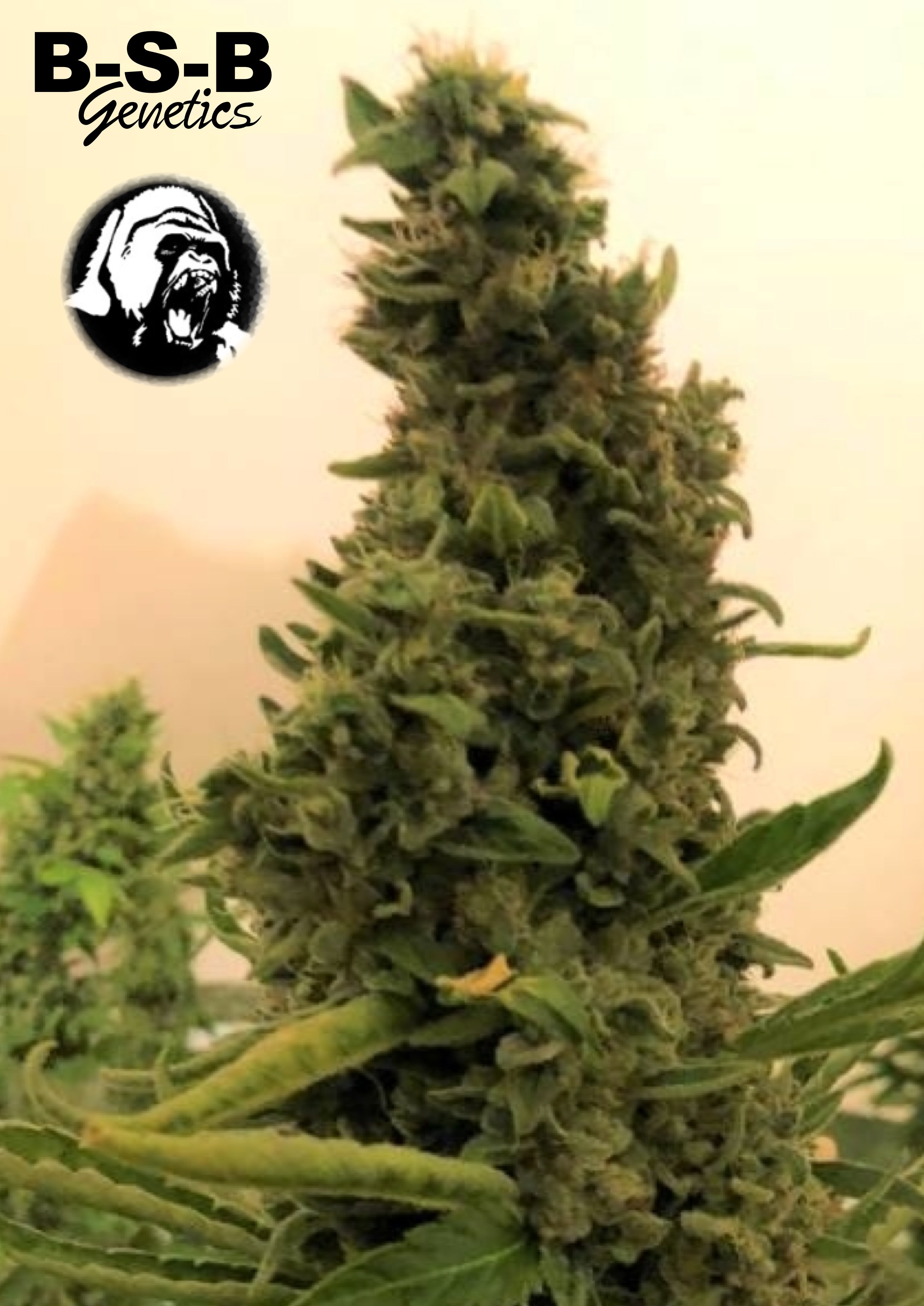 An image of Gorilla #4