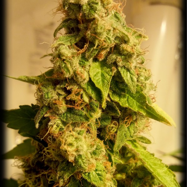 An image of Moby Dick