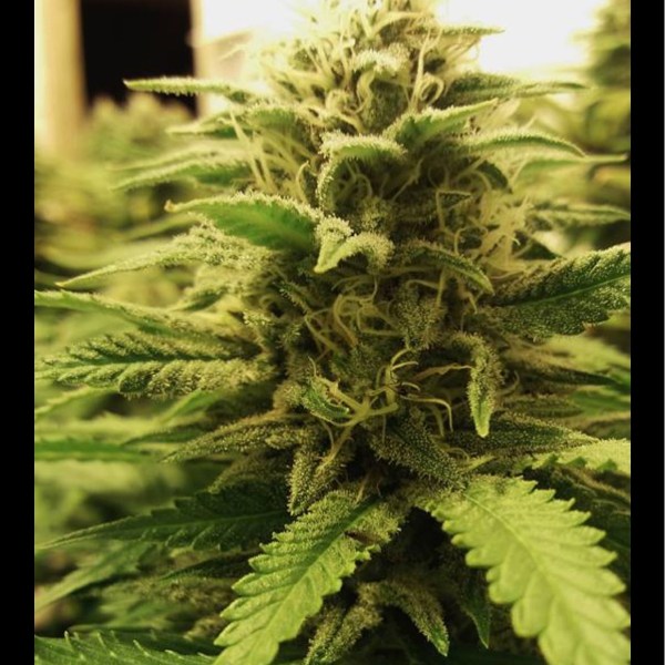 An image of Northern Big Bud