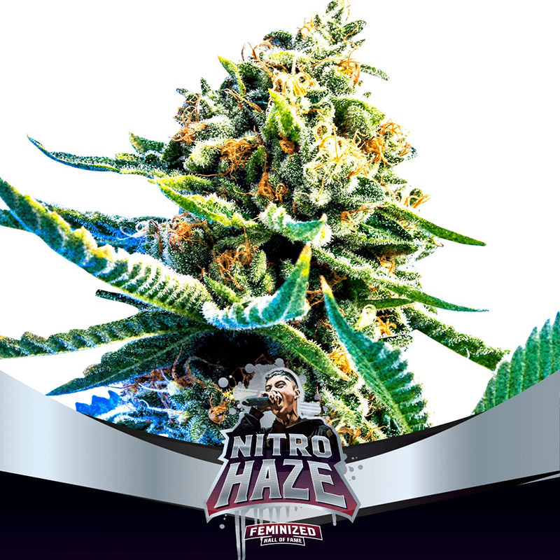 An image of Nitro Haze