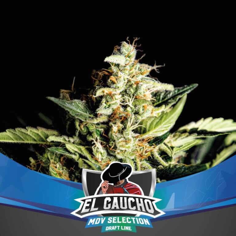 An image of El Gaucho Fast Flowering