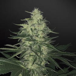 An image of Godzilla Glue Auto