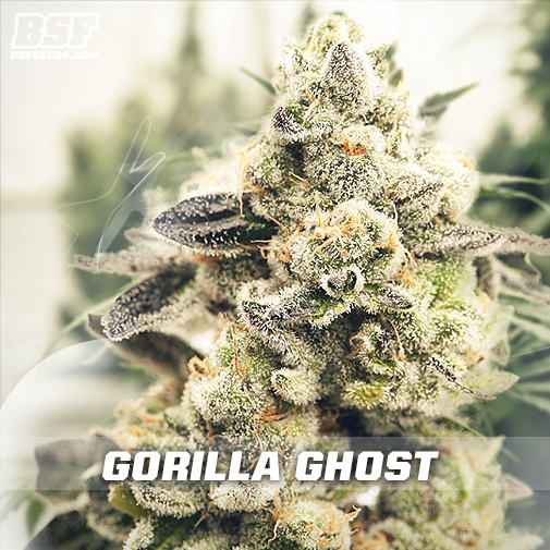 An image of Gorilla Ghost