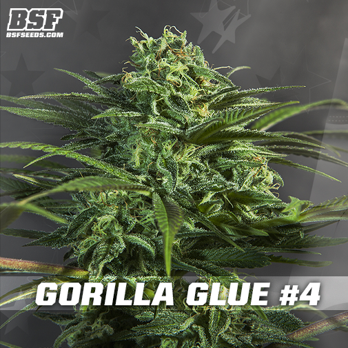 An image of Gorilla Glue #4
