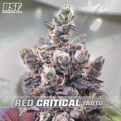 An image of Red Critical Auto