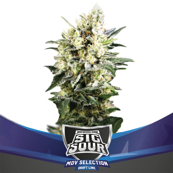An image of Sig Sour XXL Auto