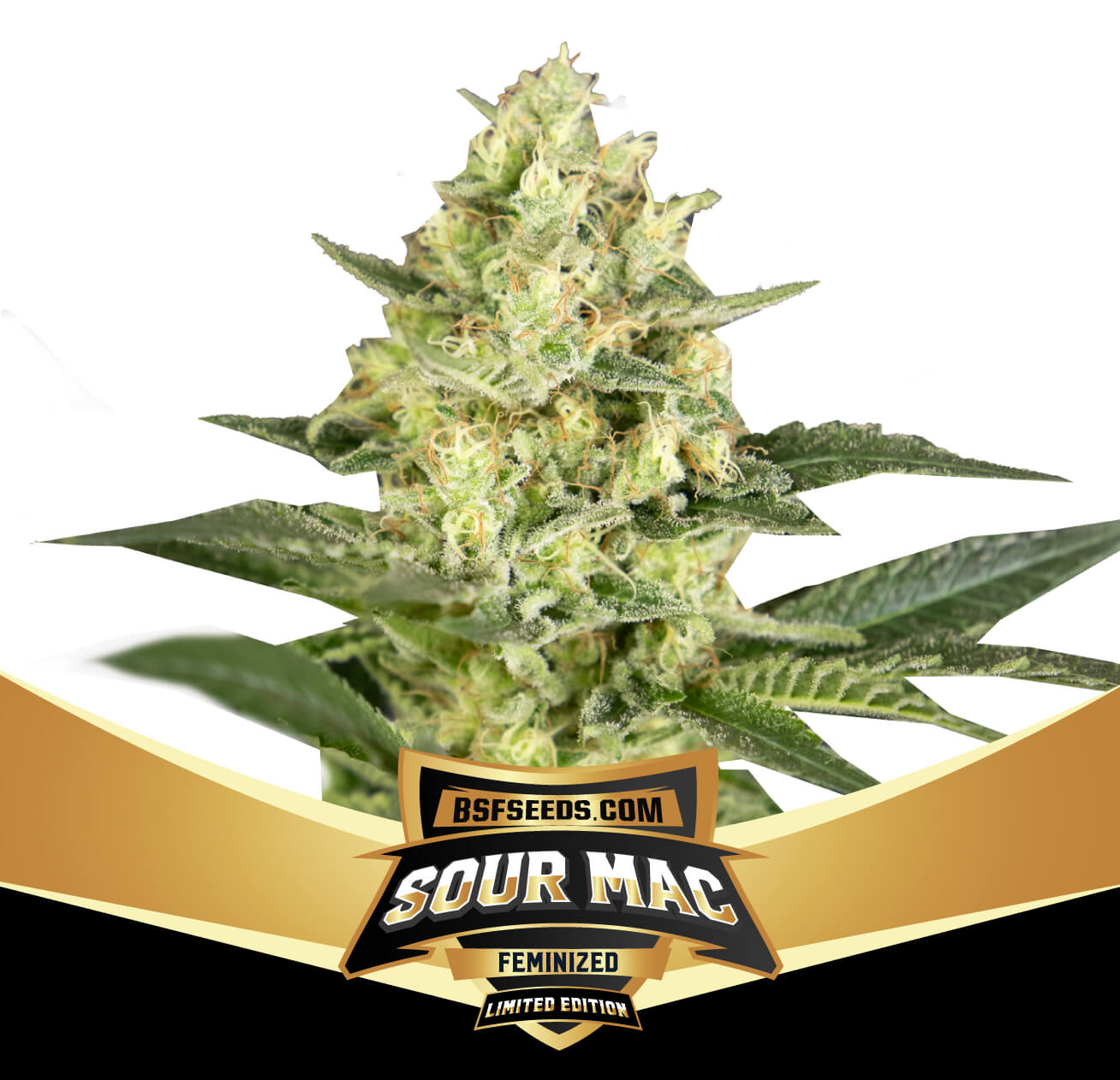 An image of Sour Mac