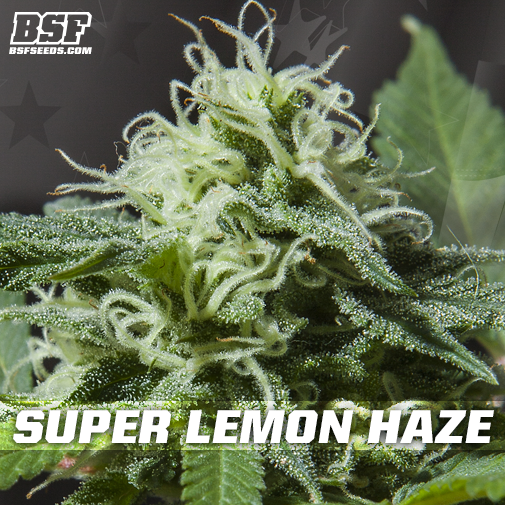 An image of Super Lemon Haze