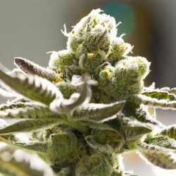 An image of Tangie