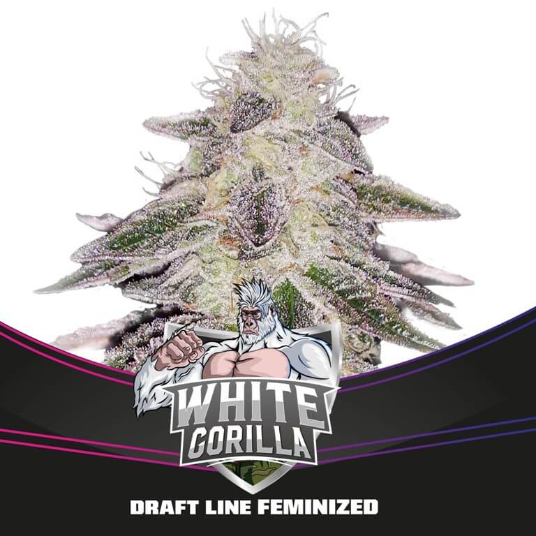 An image of White Gorilla