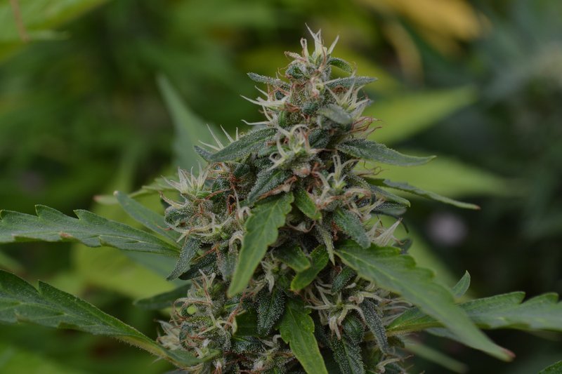 An image of Magic Power IX1