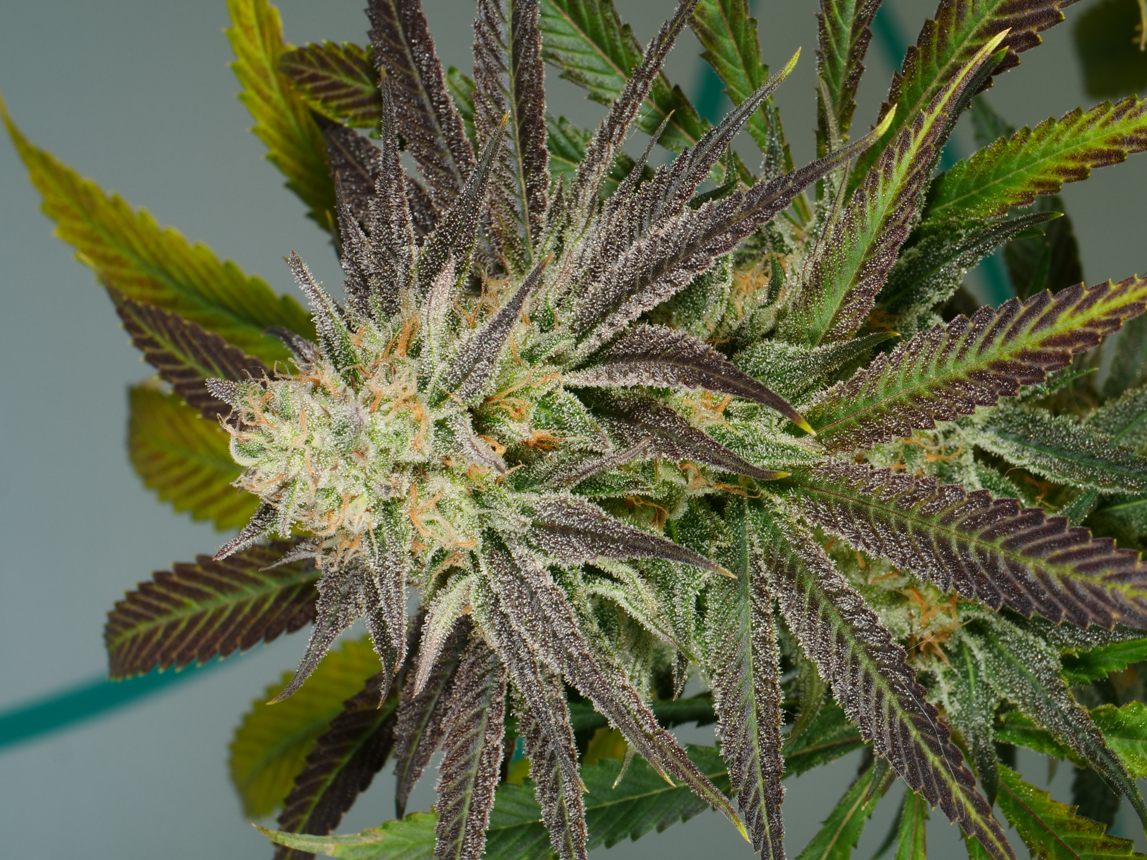 An image of PuTang x Sunshine 4