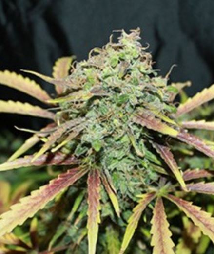 An image of Amnesia Automatic