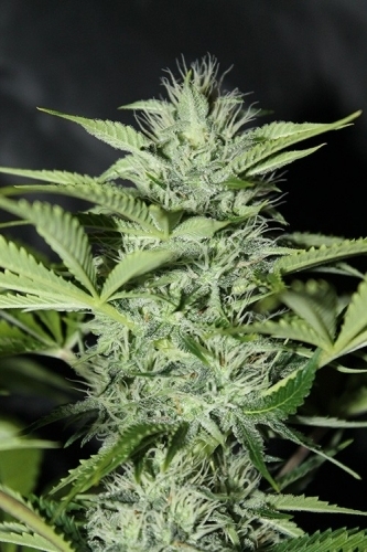 An image of Auto Sweet Tooth