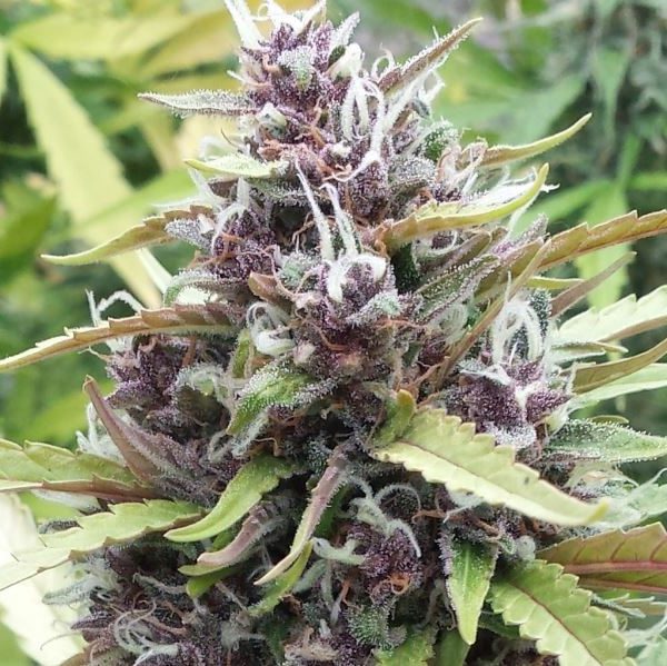 An image of Midnight Sun Kush