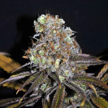An image of Norcal CBD Critical Mass