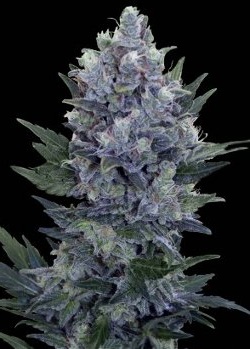 An image of Northern Lights Automatic