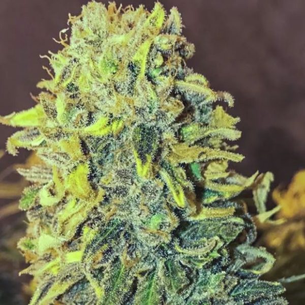 An image of Skunk #1