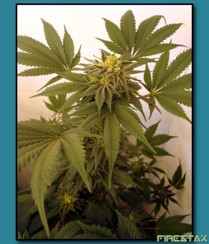 An image of Purple Sour Bubble