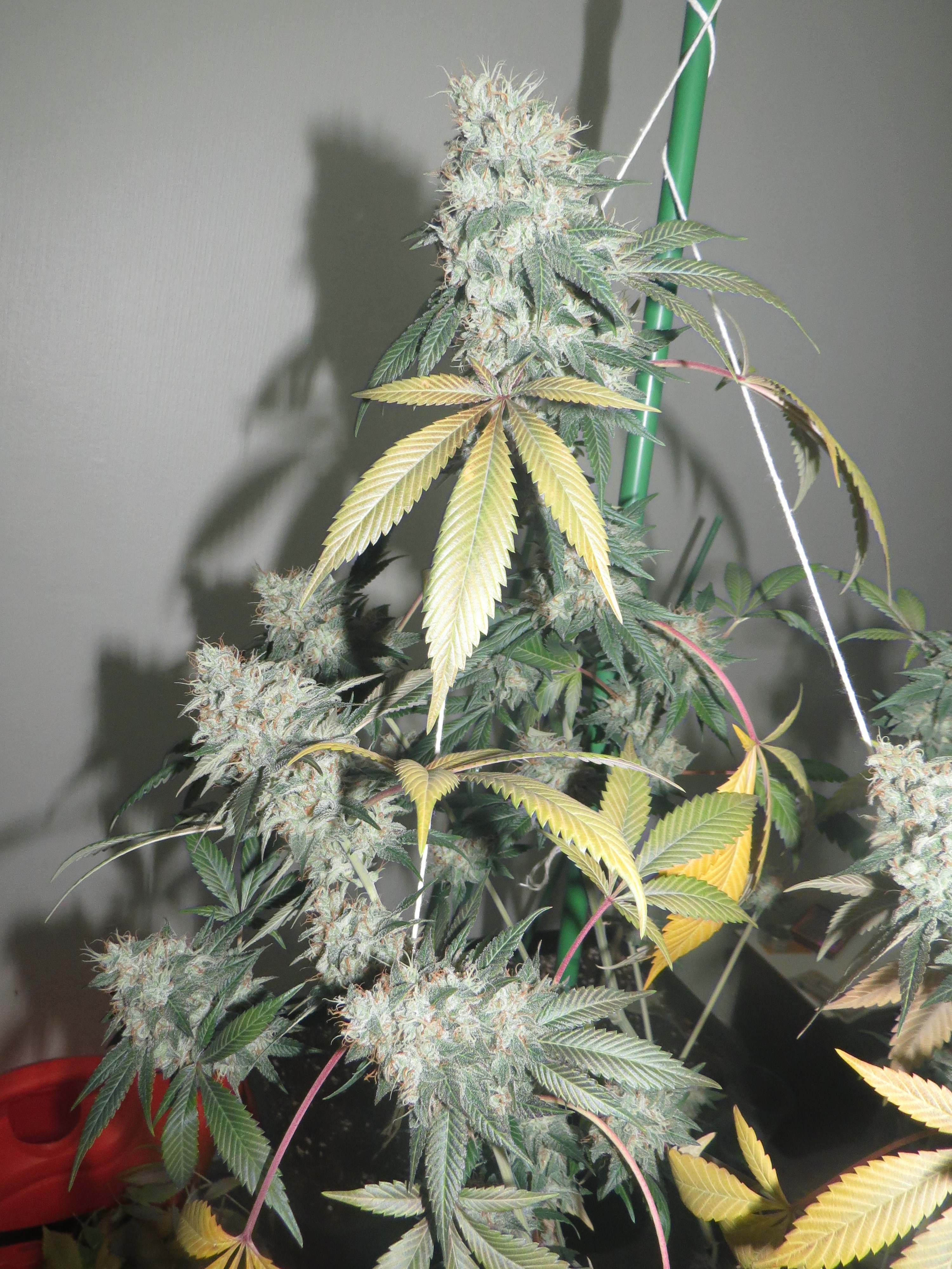 An image of Black Apollo