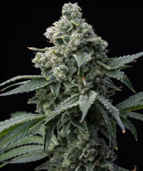 An image of Bruce Banner
