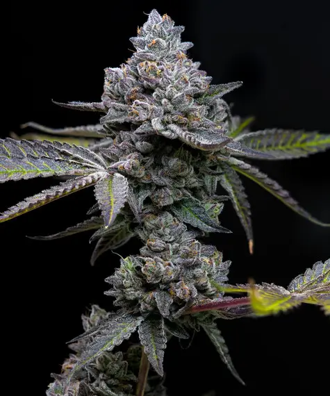 An image of Apple Fritter