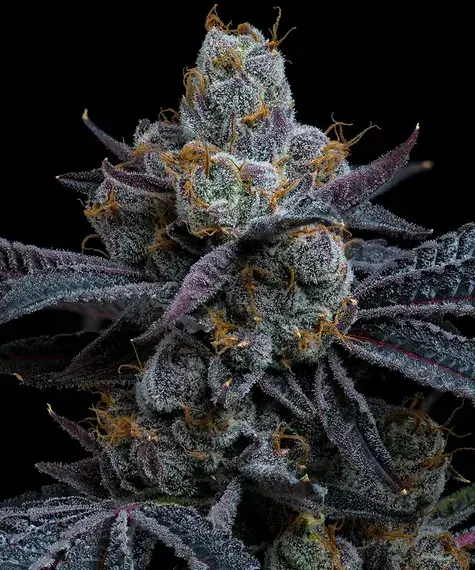 An image of White Runtz