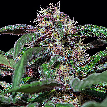An image of Ayahuasca Purple