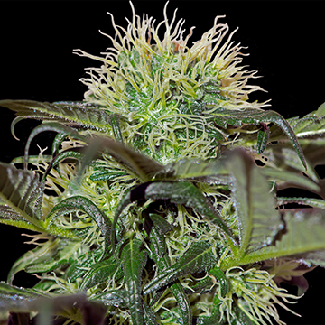 An image of Bad Azz Kush